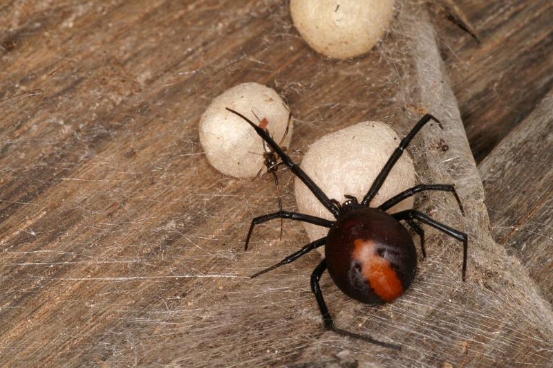 Latrodectus_hasselti_D3651_Z_81_Hamelin pool_Australie.jpg